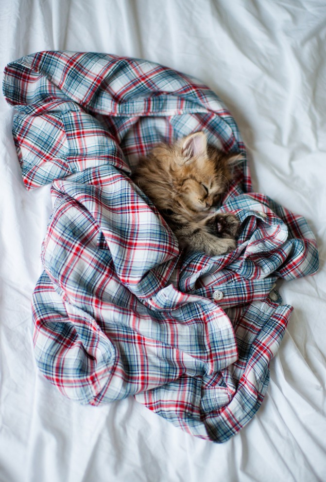 Котёнок