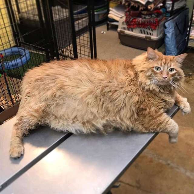 толстый кот толстый кот