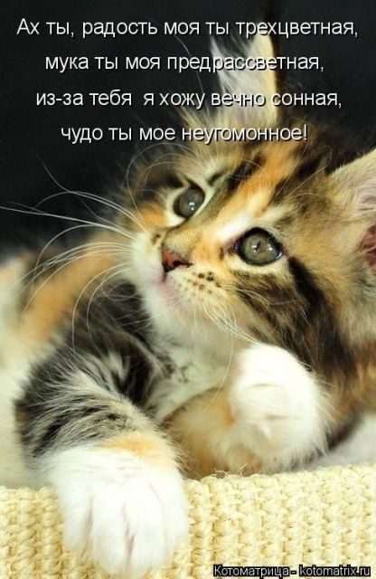 Котоматрицы для подзарядки позитивом))) Котоматрицы для подзарядки позитивом)))