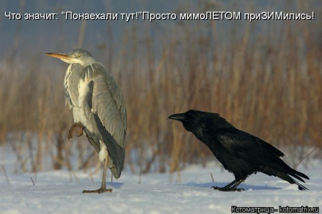 Котоматрицы великолепные, каждая с кусочком тепла, позитива и улыбкой!!! Всем добрых событий сегодня!!! Котоматрицы великолепные, каждая с кусочком тепла, позитива и улыбкой!!! Всем добрых событий сегодня!!!