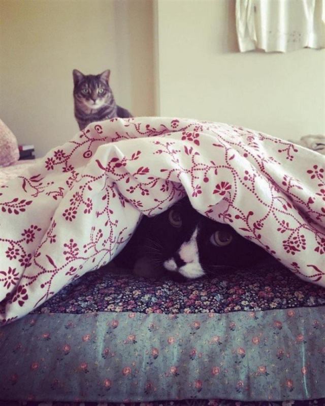 Несколько счастливых котов Несколько счастливых котов