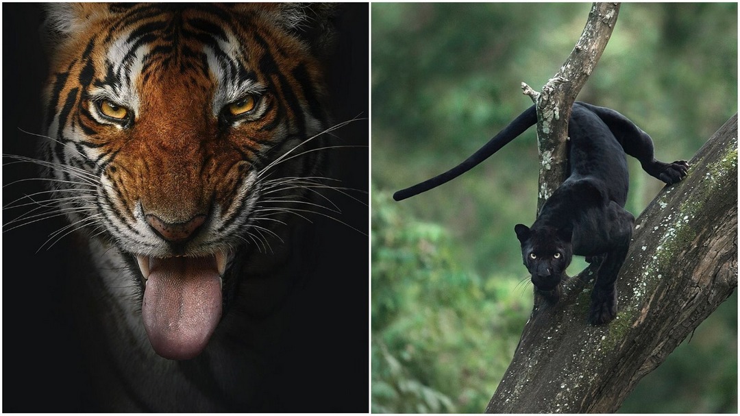 Дикая красота крупных кошек на снимках Шааза Джунга