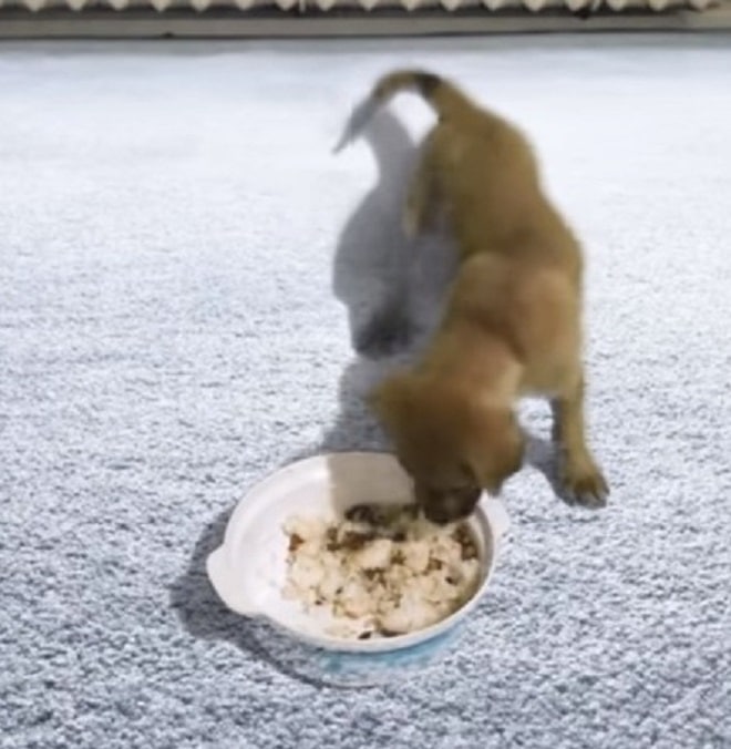 Щенок и еда Щенок кушает