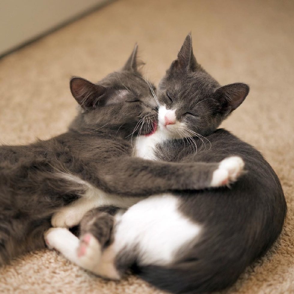 У этих красивейших кошек – одно сердце на двоих!