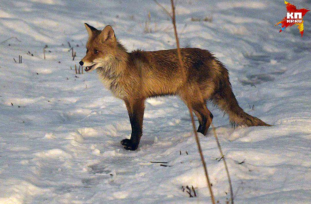 Алиса живёт в одном из самых зелёных районов Москвы - Бирюлёво Восточном Фото: Михаил ФРОЛОВ