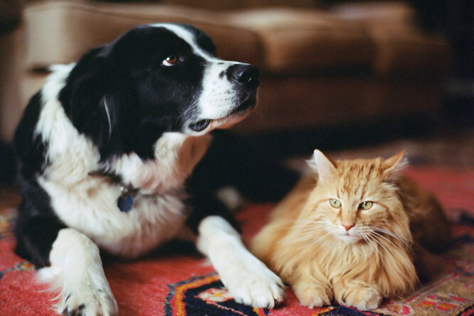 Кого завести проще, кошку или собаку: плюсы и минусы