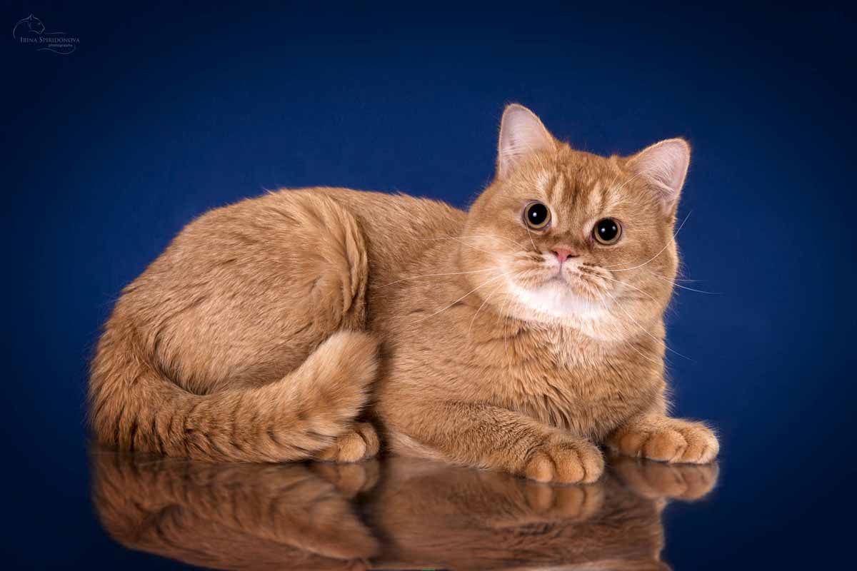 http://aroundpet.ru/wp-content/uploads/istoriya-proishozhdeniya-britanskih-koshek.jpg