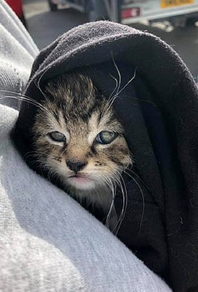 Уставший котенок Котенок укутанный