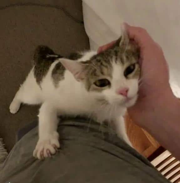 помощь кошке кошку гладят