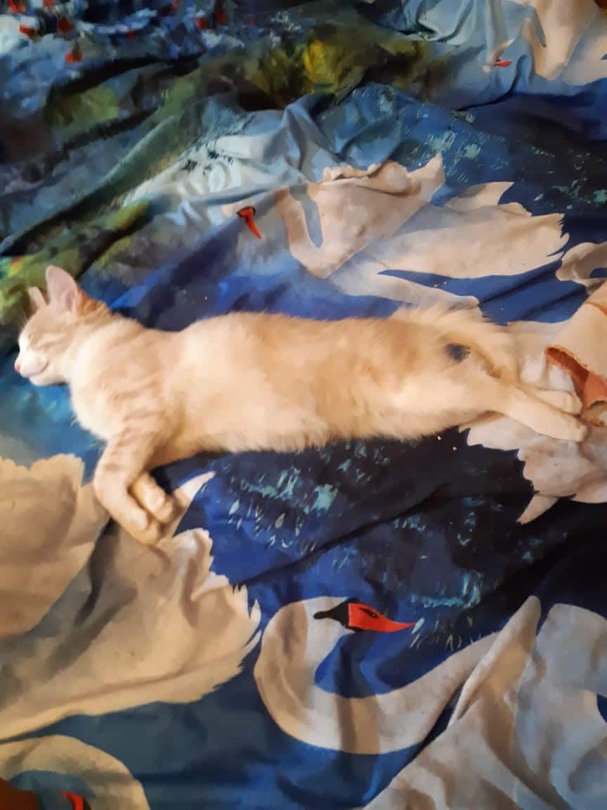 котенок нашел дом кот на кровати