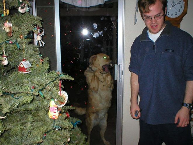 Funny Dog Photobombs Funny Dog Photobombs