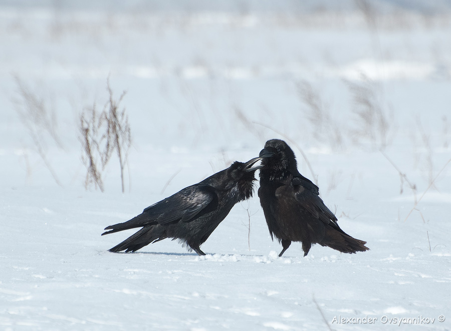 вороний праздник вороний праздник, вороний день праздник, вещий ворон