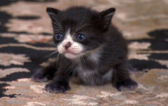 Котенок на ковре Черно-белый котенок