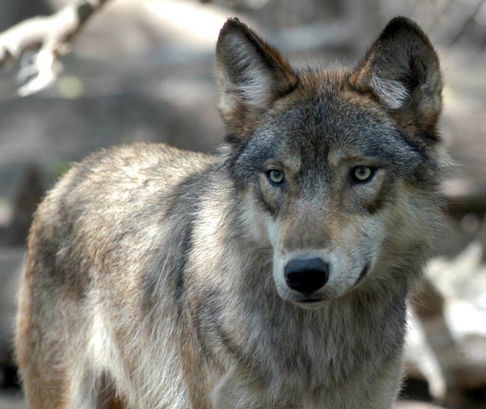 Image: Gray wolves