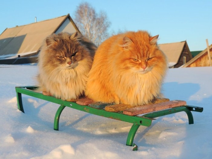 У многих котов огненно-рыжий окрас. У многих котов огненно-рыжий окрас.