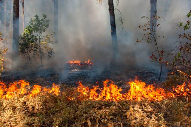 Площадь лесных пожаров в России продолжает стремительно расти