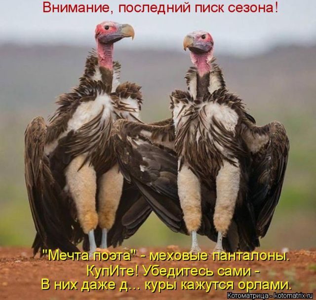 Котоматрицы для подзарядки позитивом))) Котоматрицы для подзарядки позитивом)))
