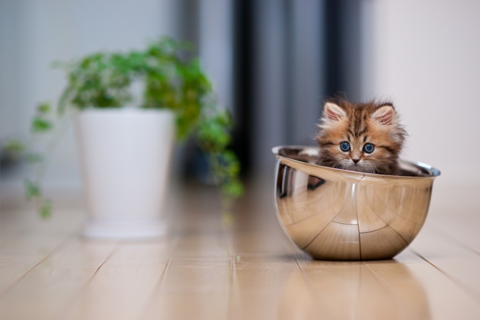 Котёнок
