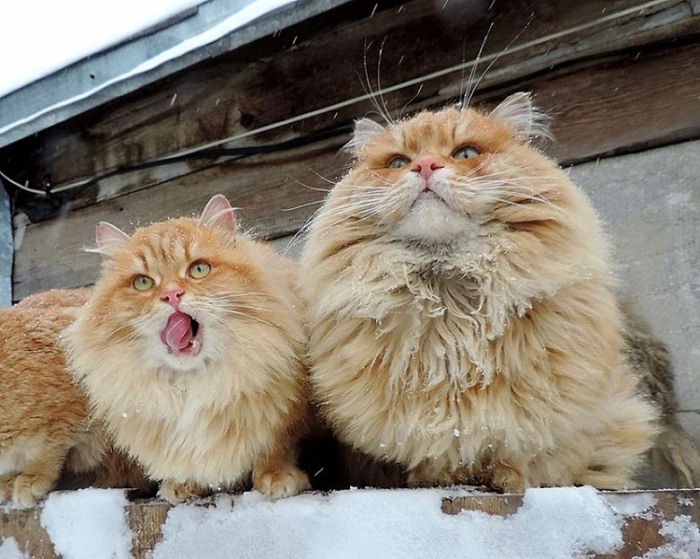 Сибирские коты Аллы Лебедевой. Сибирские коты Аллы Лебедевой.