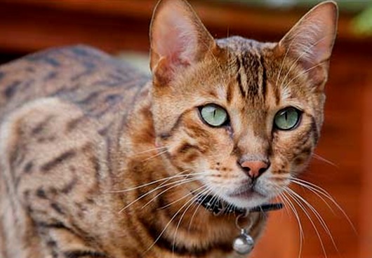 ocicat-1