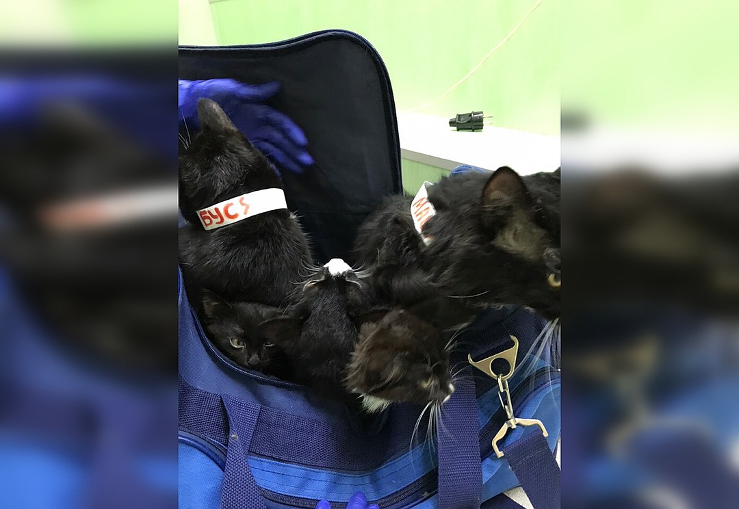 Коты были очень испуганы происходящим. Фото из группы Центр реабилитации бездомных животных "ДОЗОР"