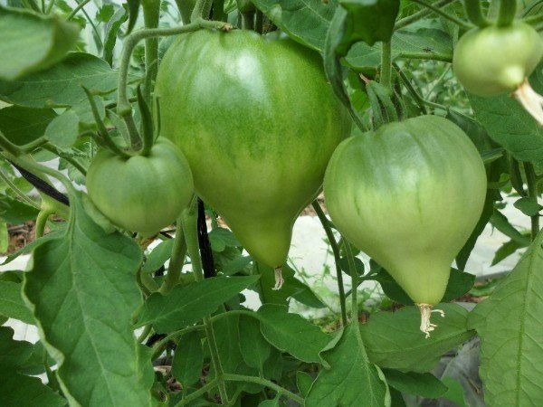 Выращивание томатов без полива