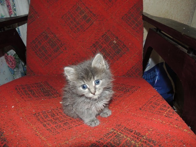 Мой любимый кошкарий Мой любимый кошкарий забота, кошки, любовь., питомцы, помощь животным