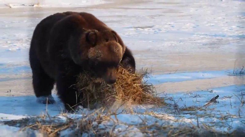 Медведь забавляется с сеном на Аляске! Самый жизнерадостный медведь в мире Медведь забавляется с сеном на Аляске! Самый жизнерадостный медведь в мире