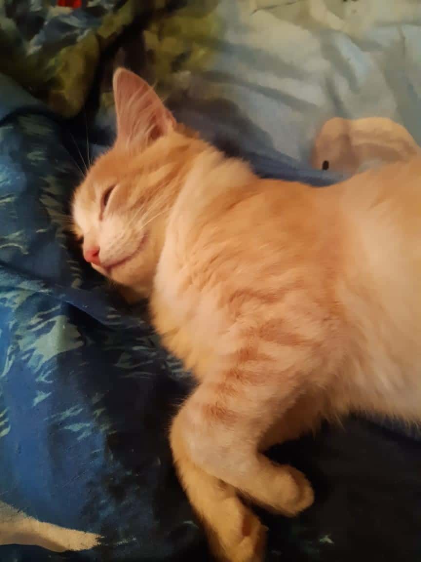 дом для котенка рыжий кот