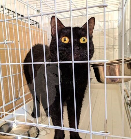 МЧСник спас кота и не смог его вернуть