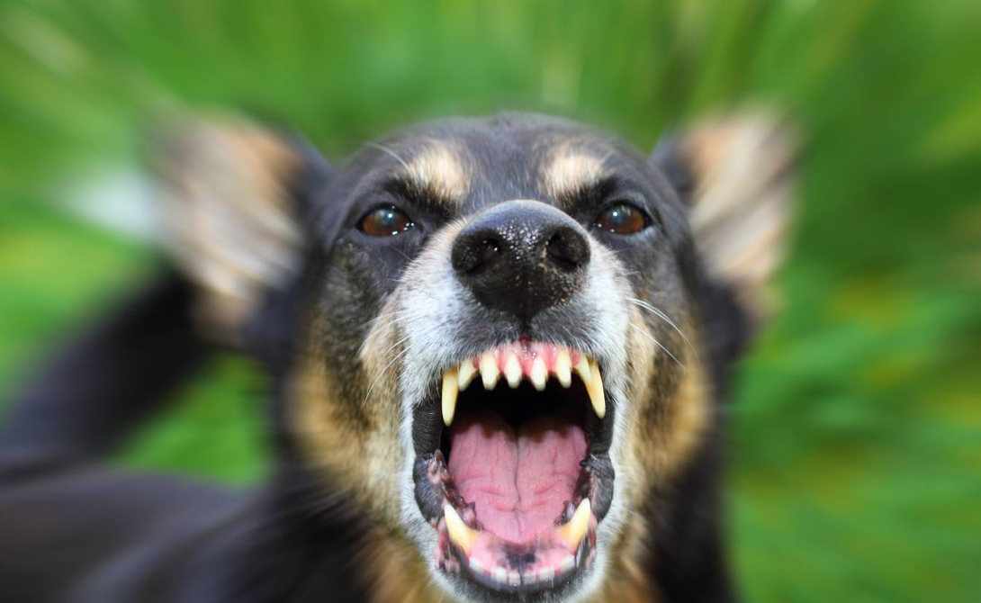 Бешенство Мало кто знает, насколько распространен вирус бешенства (Rabies virus) в Африке и некоторых районах Азии. Между тем в этих регионах ежегодно гибнут десятки тысяч людей просто потому, что мировой общественности плевать на эти «далекие» проблемы.