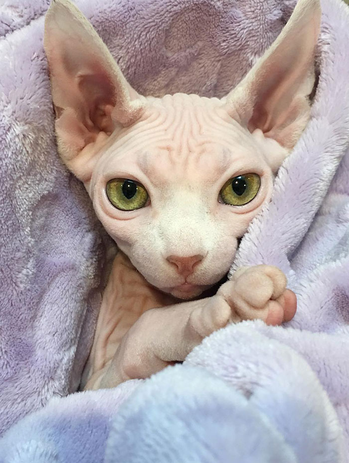 7 фото лысых сфинксов, которых хочется погладить