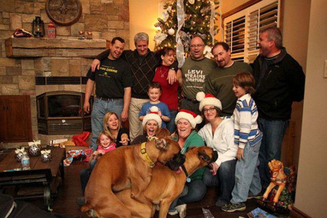 Funny Dog Photobombs Funny Dog Photobombs