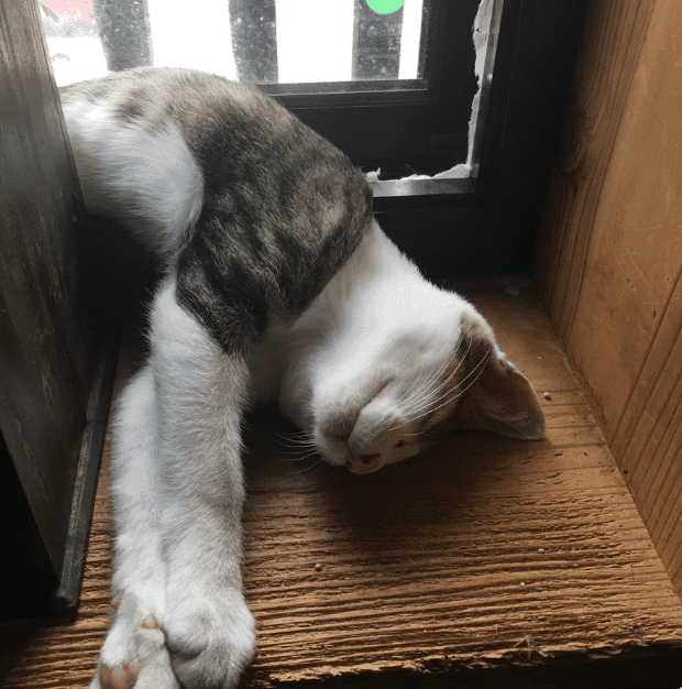 кот умеет открывать двери кот отдыхает