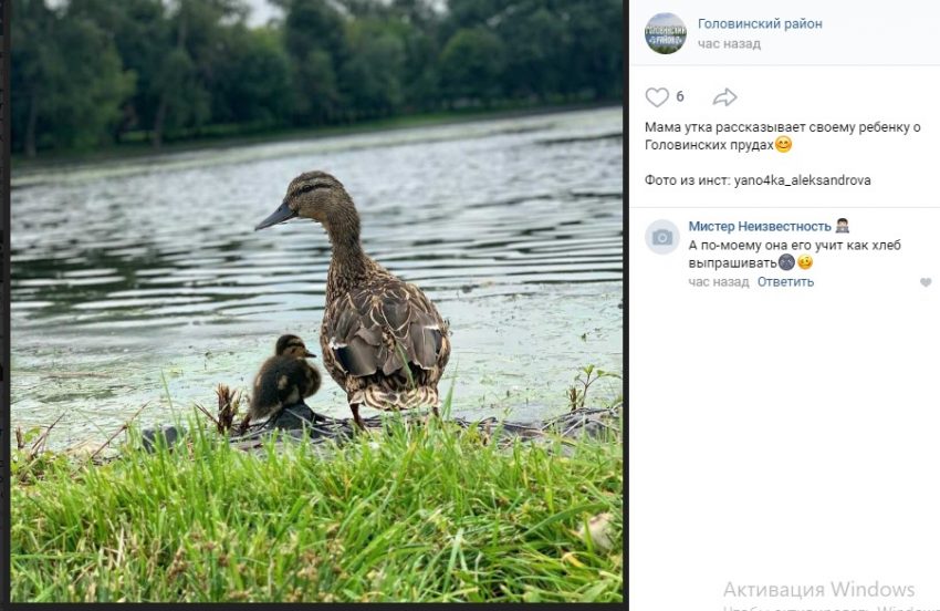 Утиная семья на берегу Головинских прудов