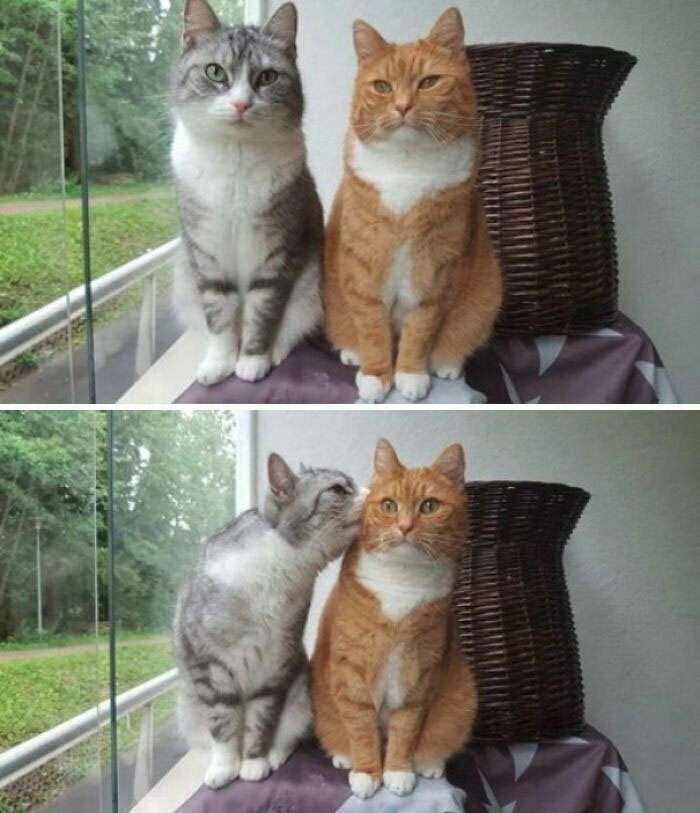 Котики, которые так и притягивают внимание к себе Котики, которые так и притягивают внимание к себе