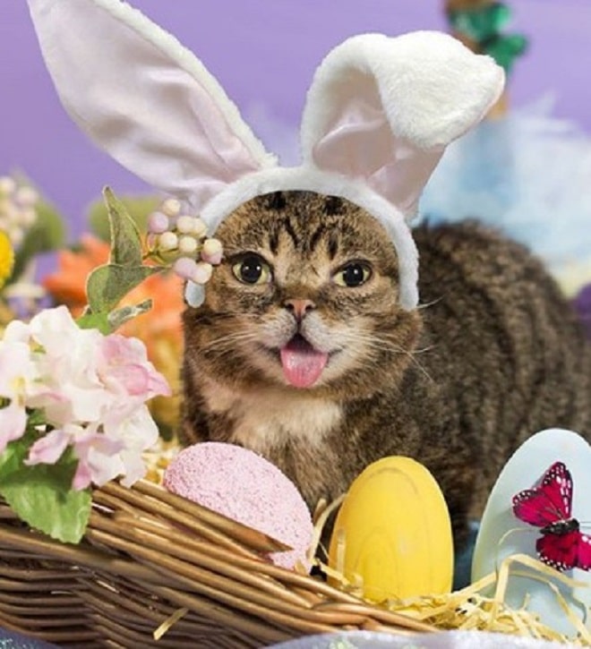 Кошка с ушками в корзинке Кошка с заячими ушками