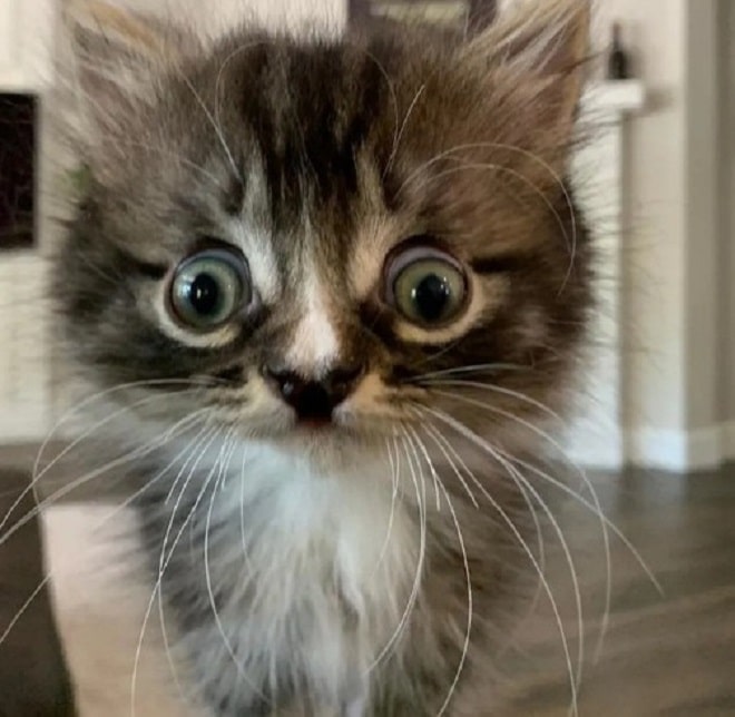 Большеглазый котенок Котенок стоит