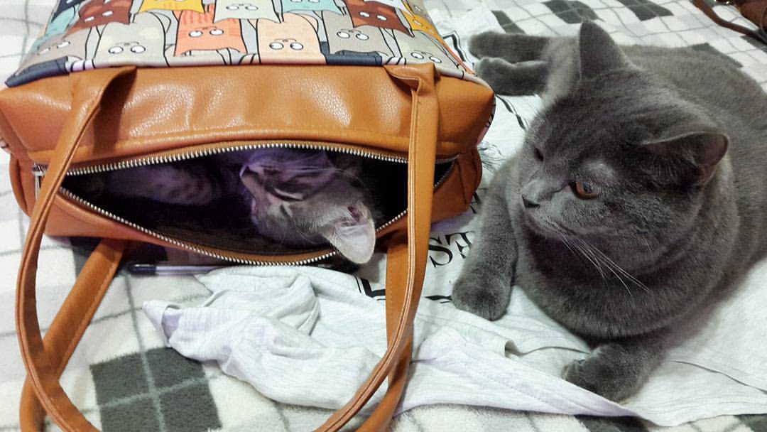 котят бросили в парке два кота