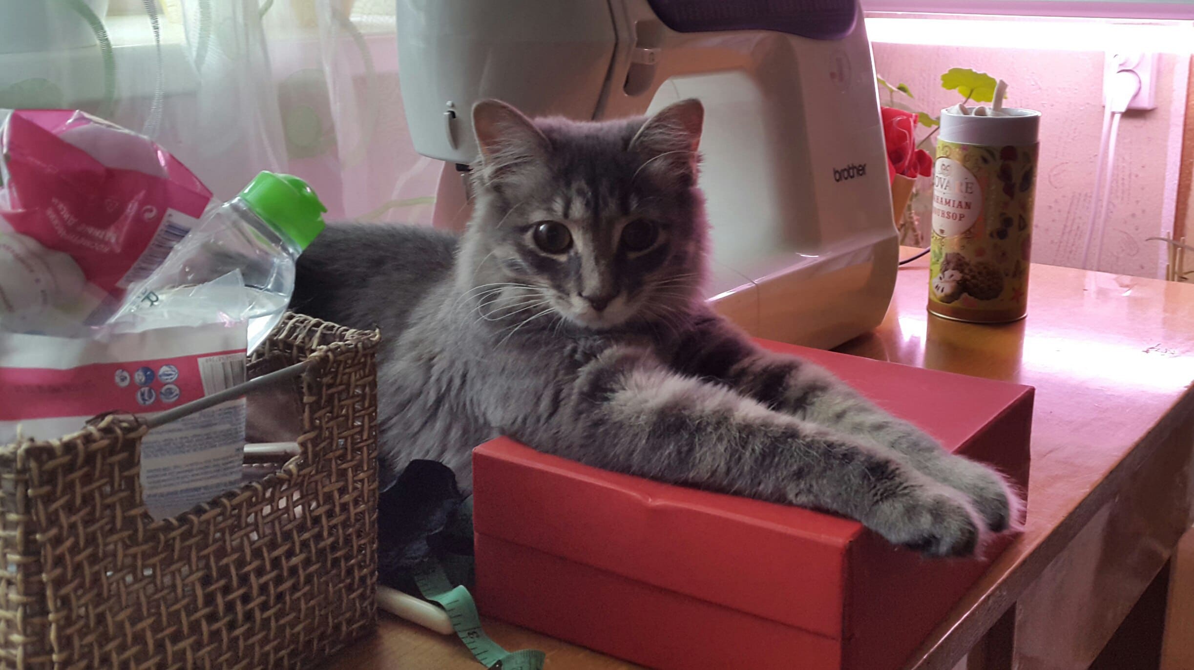 котятам помогли кошка на столе