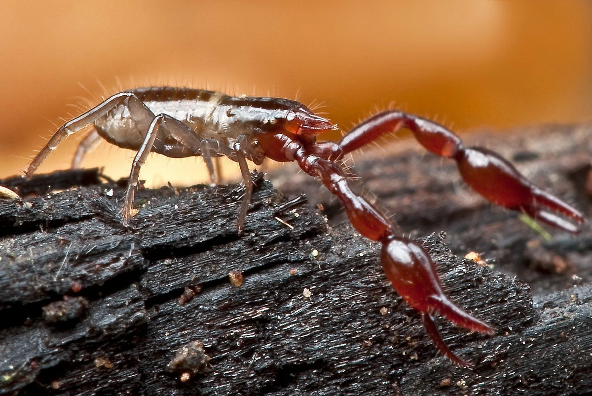 Ложный скорпион – типичный обитатель мха по всему Северному Полушарию. Но чтобы найти его, нужно приложить немало сил.