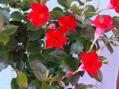 Комнатный цветок мандевилла (Mandevilla) Комнатный цветок мандевилла (Mandevilla)
