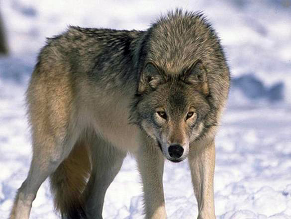 Wolfs