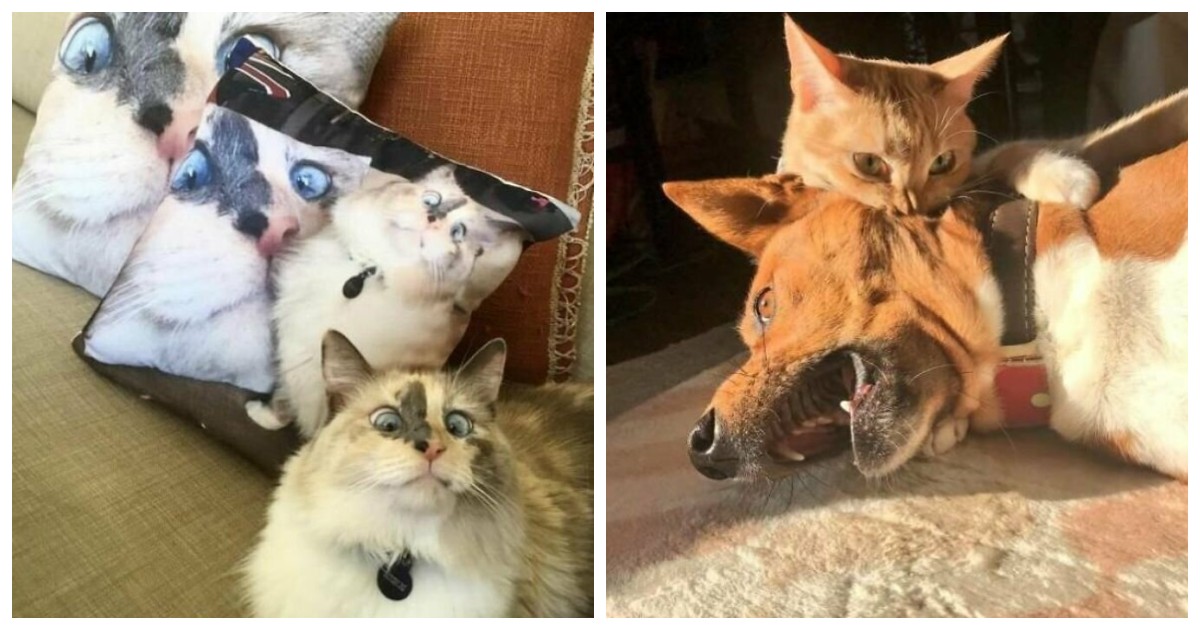 Котики, которые так и притягивают внимание к себе Котики, которые так и притягивают внимание к себе