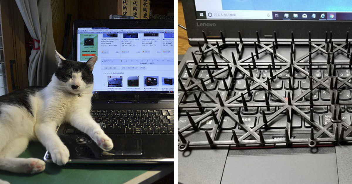 Japanese Man Creates Anti-Cat Keyboard Protection, Tests It On His Cat