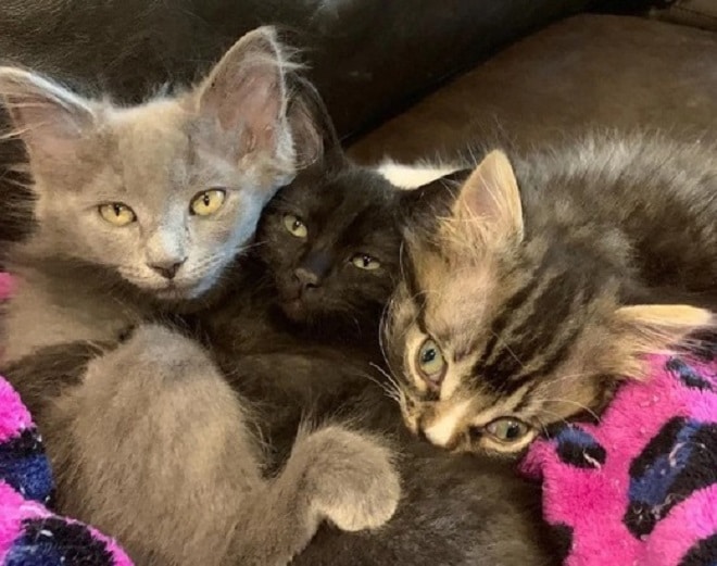 Разные котята Три котенка