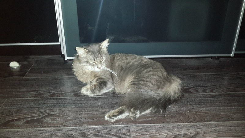 Мой любимый кошкарий Мой любимый кошкарий забота, кошки, любовь., питомцы, помощь животным