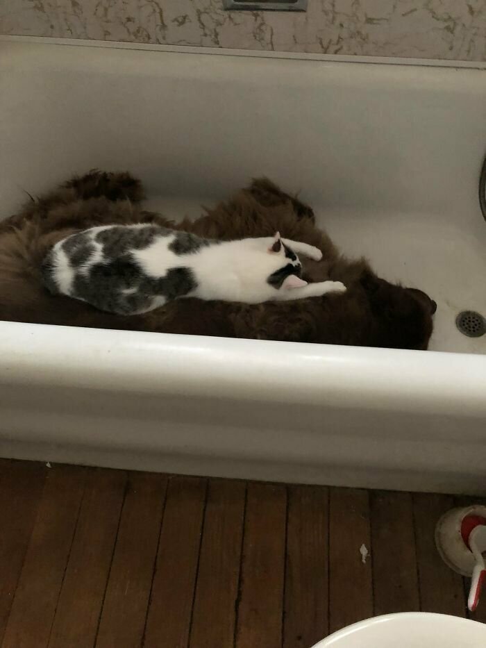 Котики, которые так и притягивают внимание к себе Котики, которые так и притягивают внимание к себе