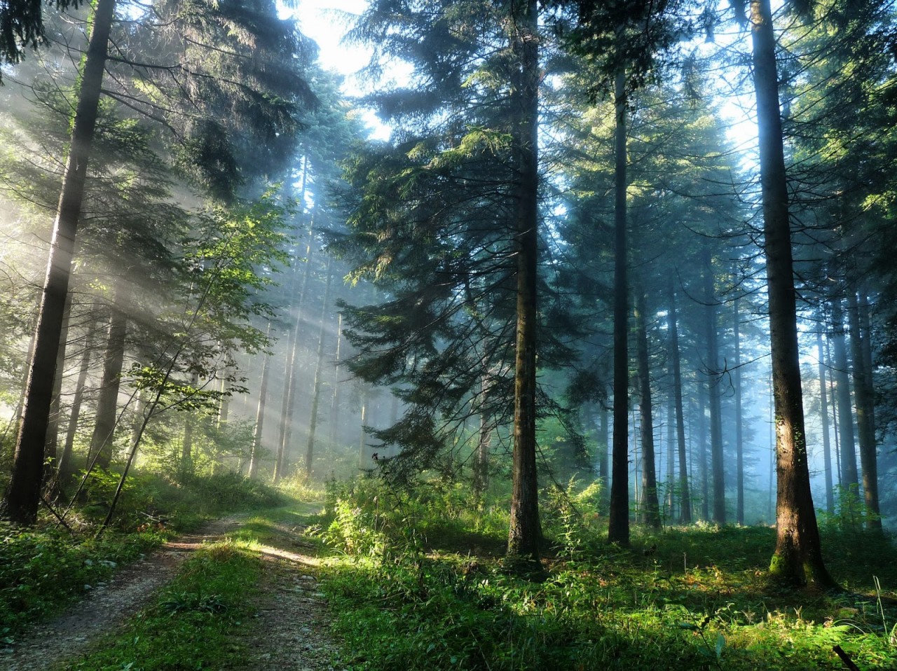 День леса