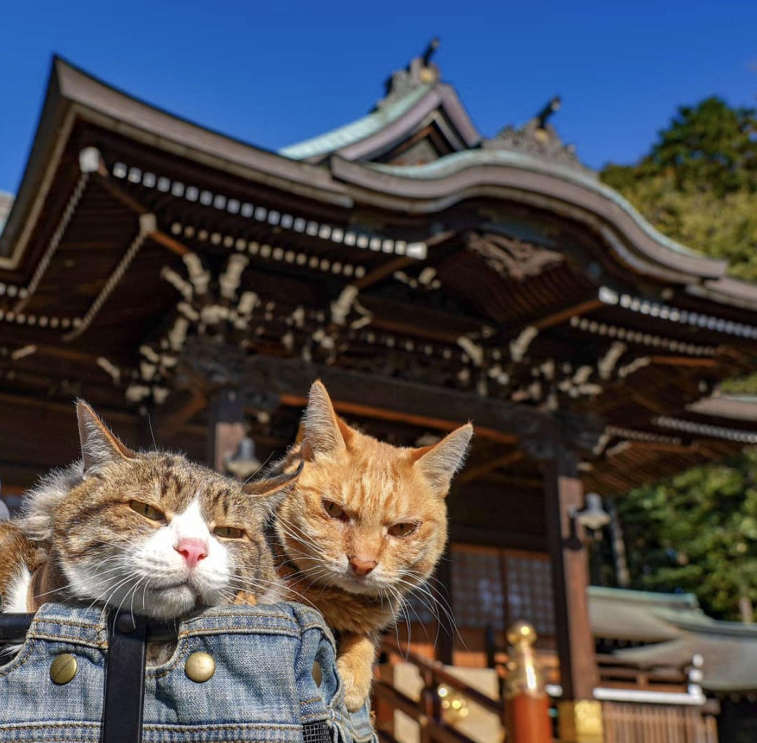 Кот в Японии знаменитый